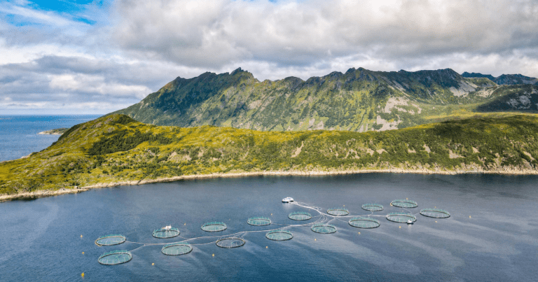 Utvalgt bilde for Havbruk