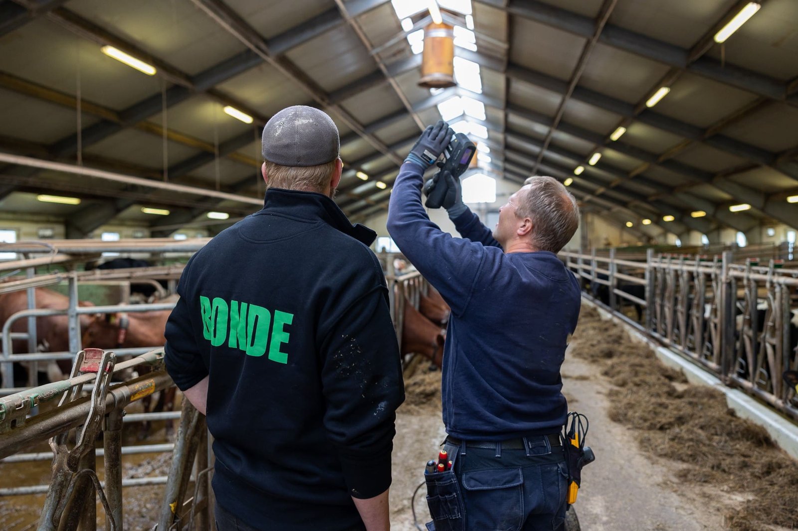 To menn; en med en genser det står bonde på og en elektriker, står i et kufjøs.